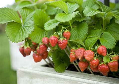 草莓莊園多久回本？種植草莓是否值得？