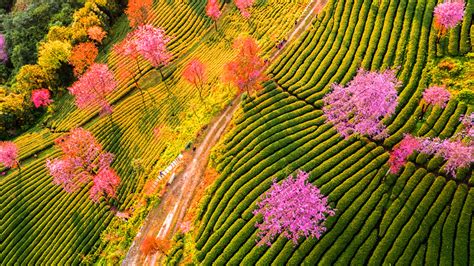 雲南省花是什麼花：多角度探索雲南之花